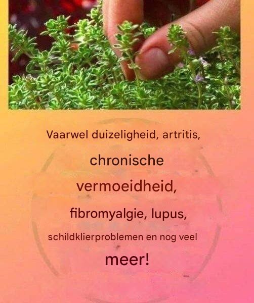 De stille kracht van de natuur: kruiden die balans, energie en welzijn ondersteunen