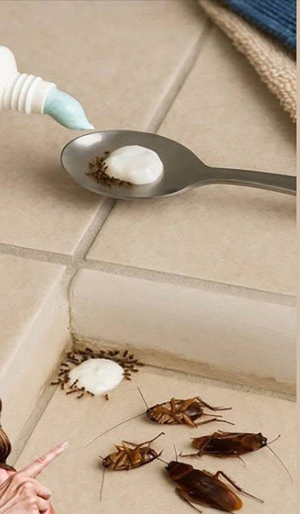 Plaats dit een uur lang in uw huis en u zult nooit meer vliegen, muggen of kakkerlakken zien.