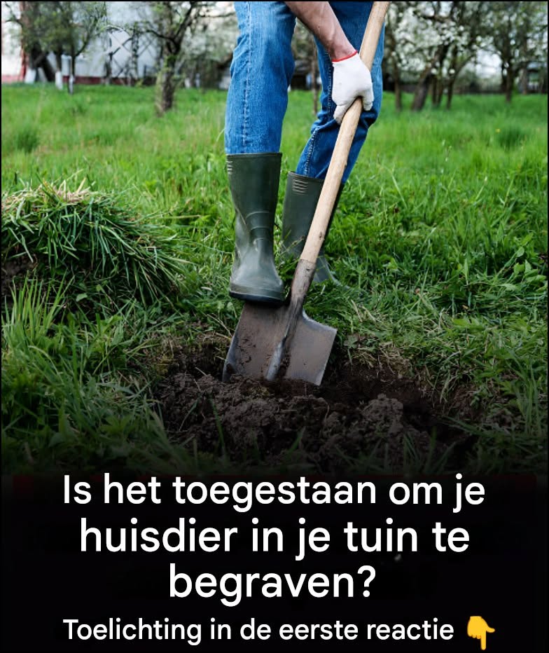 Mag ik mijn huisdier in mijn tuin begraven?