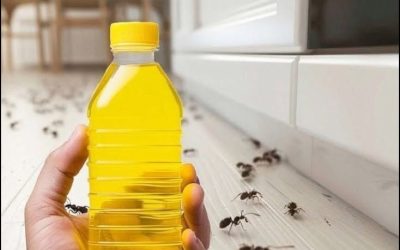 Binnen 4 minuten van mieren af: een eenvoudige natuurlijke oplossing voor in huis