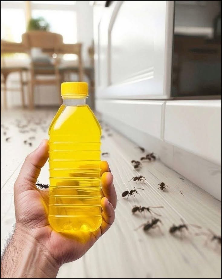 Binnen 4 minuten van mieren af: een eenvoudige natuurlijke oplossing voor in huis