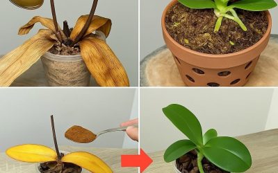 Strooi 1 eetlepel op de dode wortels van de orchidee! Deze herleeft en bloeit het hele jaar door.