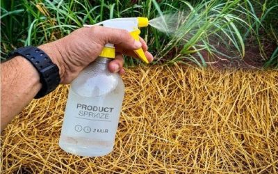 Beste zelfgemaakte herbicide: niet-giftige oplossing (droogt onkruid binnen 2 uur)