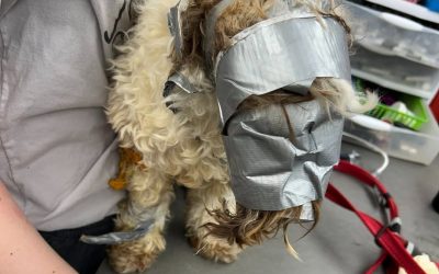 Verlaten hond gevonden in vuilcontainer, strak ingewikkeld in plakband.