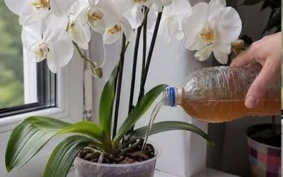 Waarom bloeit de orchidee van mijn buurvrouw zo uitbundig en die van mij niet? Het heeft allemaal te maken met water geven!