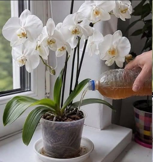 Waarom bloeit de orchidee van mijn buurvrouw zo uitbundig en die van mij niet? Het heeft allemaal te maken met water geven!