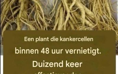Deze wortel doodt 98% van de maag-, darm-, alvleesklier- en andere kankersoorten.