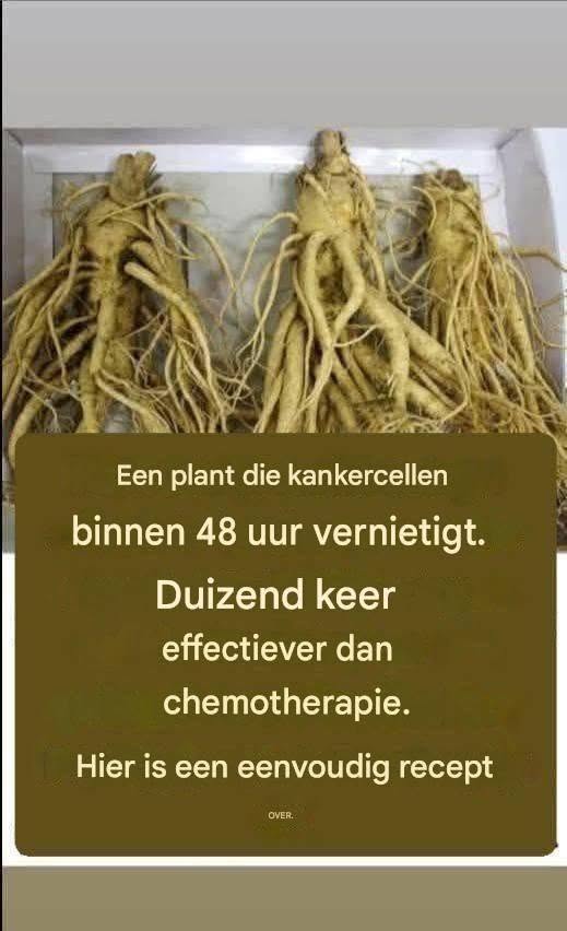 Deze wortel doodt 98% van de maag-, darm-, alvleesklier- en andere kankersoorten.