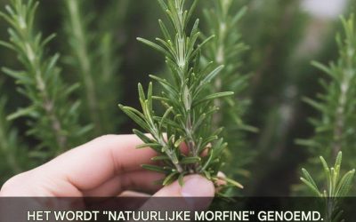 Ontdek de kracht van rozemarijn: het krachtige geneeskrachtige kruid van de natuur.