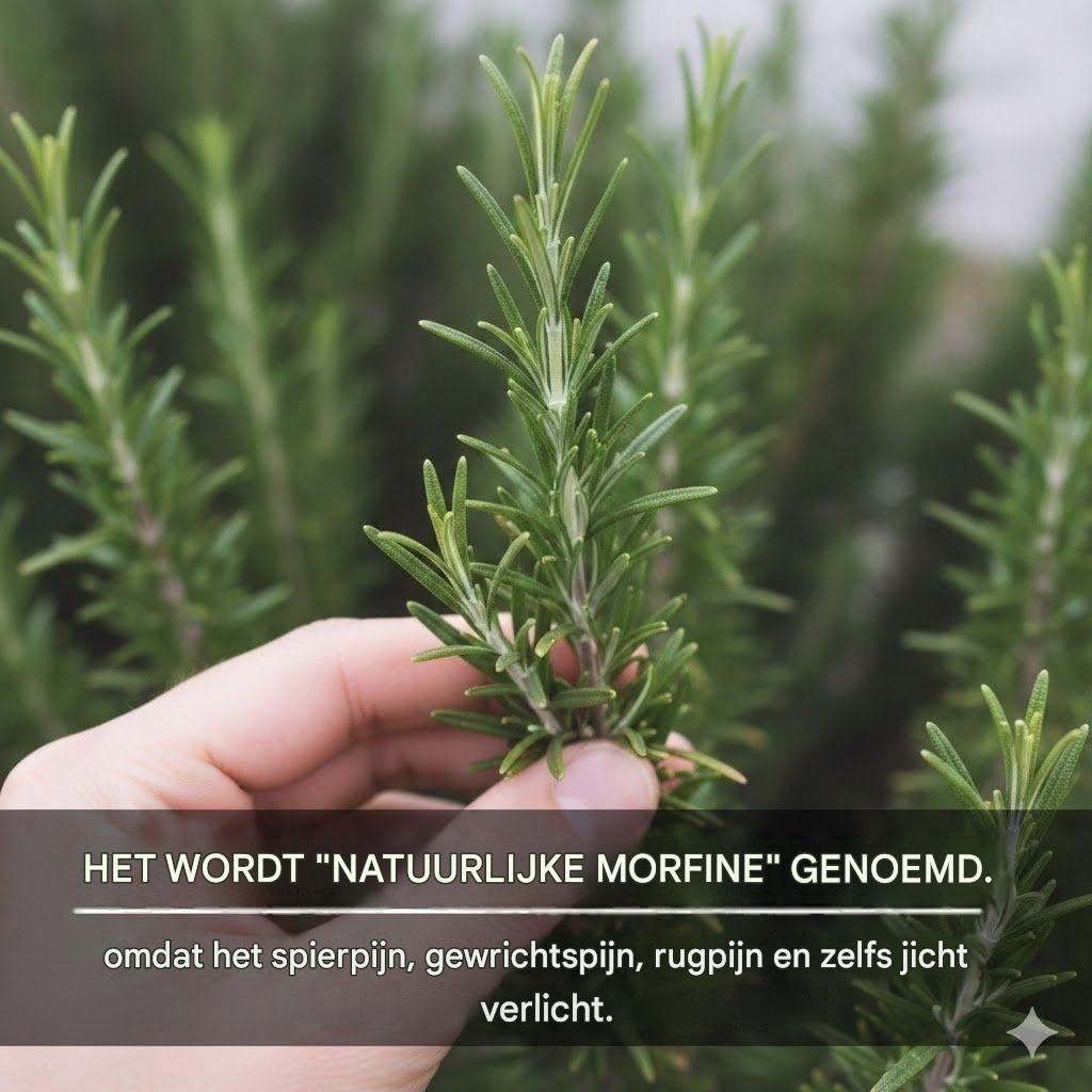 Ontdek de kracht van rozemarijn: het krachtige geneeskrachtige kruid van de natuur.