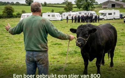 De reizigers weigerden te vertrekken, dus gebruikte een boer een stier om ze weg te jagen.