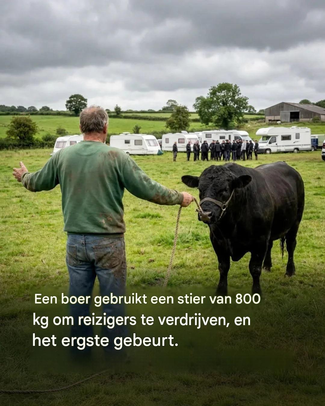 De reizigers weigerden te vertrekken, dus gebruikte een boer een stier om ze weg te jagen.
