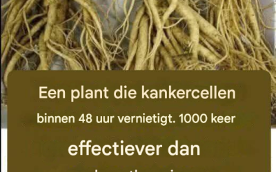 Deze wortel doodt 98% van de maag-, darm-, alvleesklier- en andere kankersoorten.