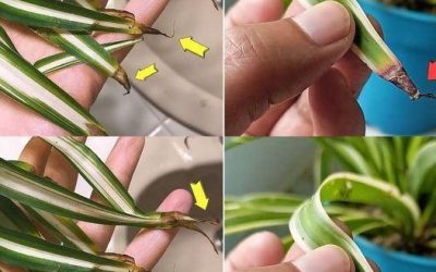 Waarom worden de toppen van de spinplant bruin?