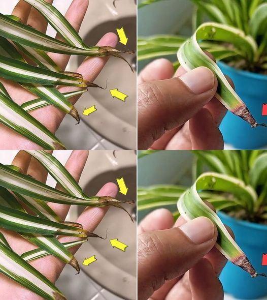 Waarom worden de toppen van de spinplant bruin?