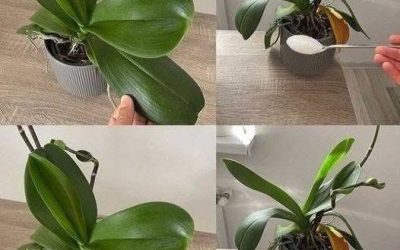 Orchideeën: slechts één eetlepel en ze bloeien onophoudelijk – een effectieve meststof.
