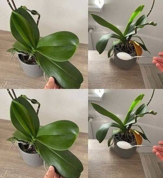 Orchideeën: slechts één eetlepel en ze bloeien onophoudelijk – een effectieve meststof.