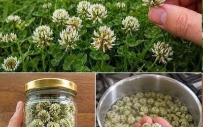 Witte klaver (Trifolium repens): 15 voordelen en toepassingen voor thuisgebruik