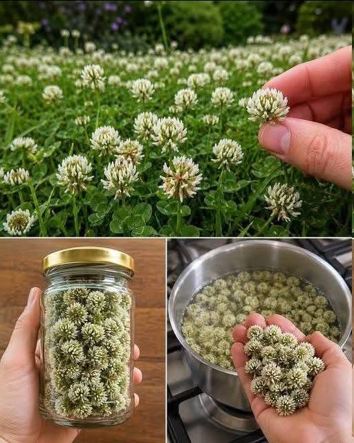 Witte klaver (Trifolium repens): 15 voordelen en toepassingen voor thuisgebruik
