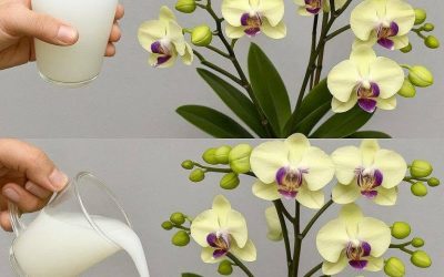 Hoe je een orchidee die niet bloeit, kunt laten bloeien: plaats hem onder de wortels!