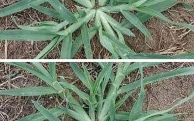 Trek deze plant nooit uit de grond als hij in uw tuin verschijnt.