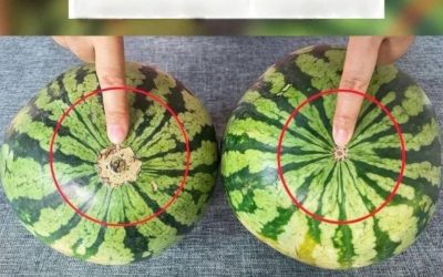 Nooit meer saaie watermeloenen! Hier is een handige visuele gids om de zoetste watermeloenen op de markt te vinden.
